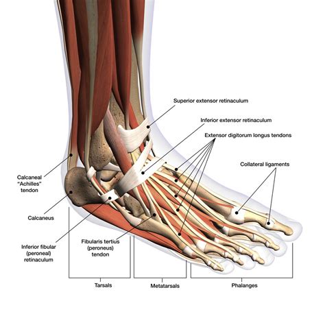 Tendons Of The Foot Joi Jacksonville Orthopaedic Institute