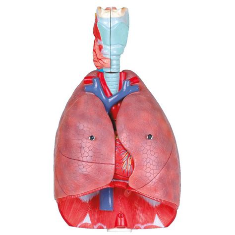 respiratory system model wellden international inc esophagus heart for teaching