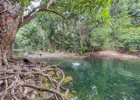 9 best daintree rainforest walks and which to avoid