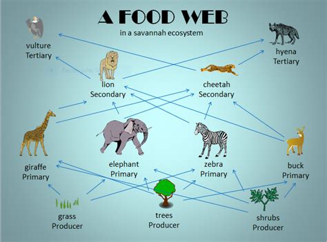 Food Web And Food Chain Comparison • Teacha