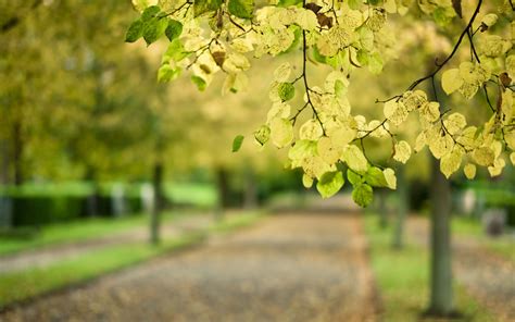Close Up Tree Branch Leaves Blur Road Park Autumn Hd Wallpaper
