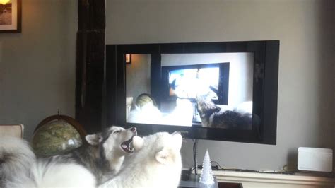 Samoyed Versus Alaskan Malamute Youtube