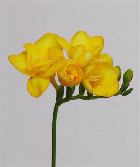 Freesia The Best Smelling Flower Ever