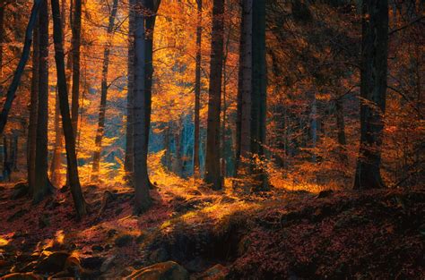 Earth Forest Nature Fall Tree Dark Wallpaper Autumn Forest Nature