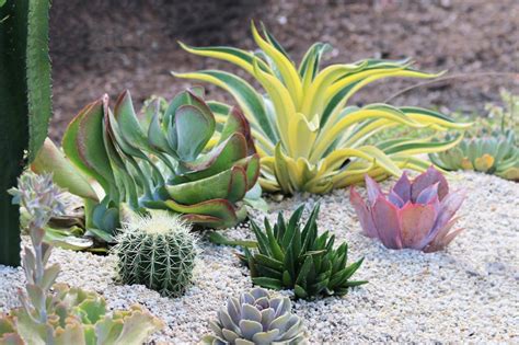 Cacti And Succulents For Borders And Accents Hgtv