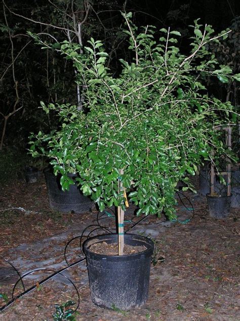 But they can make it through short drops. Barbados Cherry - Ask The Green Genie