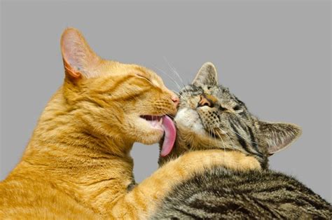 Why Do Male Cats Lick Female Cats Butt Quora