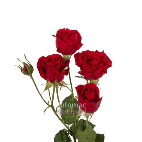 Scarlet Red Spray Rose Potomac Floral Wholesale