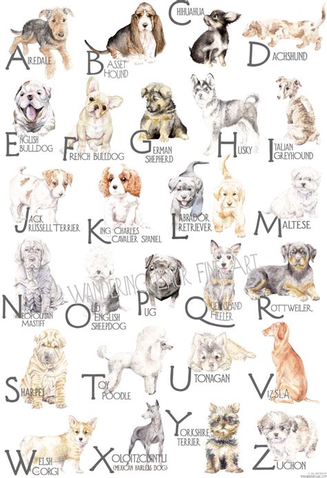 Dog Alphabet Poster Alphabet Poster Lettering Alphabe