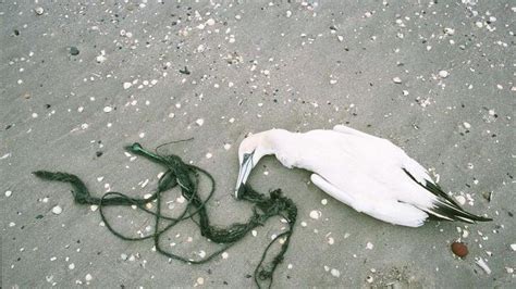 Plastik I Havet Tager Livet Af Fugle Fisk Og Skildpadder Skildpadder