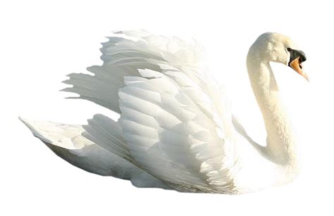 White Swan Png Transparent Image Download Size 570x370px