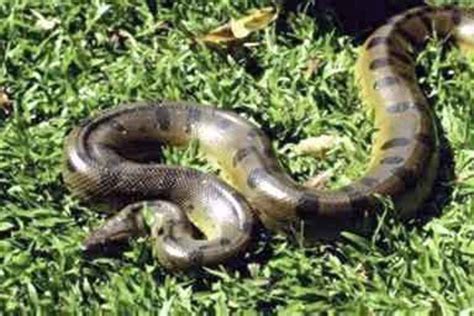 Titanoboa The Biggest Snake That Ever Lived Hubpages