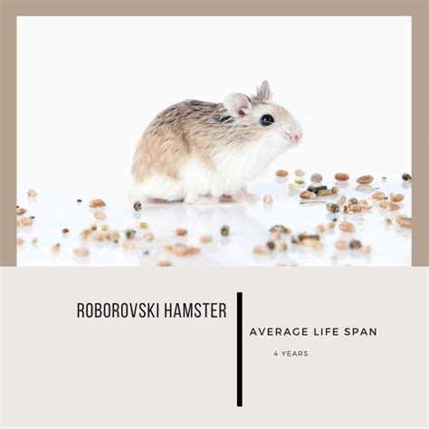 Hamster Lifespan Everything You Need To Know
