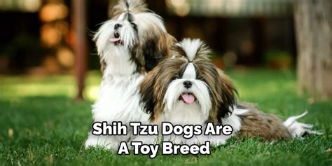 How To Stop Shih Tzu From Biting Described In 08 Steps 2023