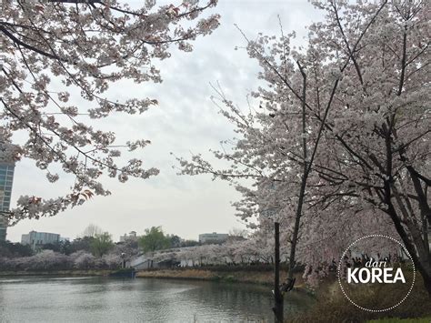 Korea memiliki empat musim, iaitu musim hujan dan musim panas di pertengahan tahun, dan musim dingin dari bulan november sampai bulan march. Untuk Kamu #dariKorea: Indahnya Musim Semi di Seoul, Korea ...