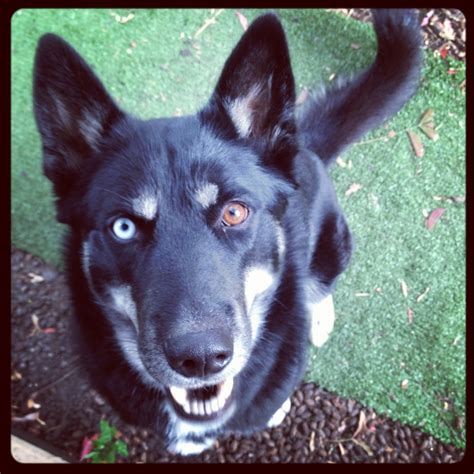 German shepherd eye color changes happen much in the same way that eye color changes happen in normal dogs. Moving home - the pros and cons thus far | Husky with blue ...