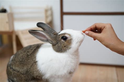 5 Steps To Get Your Rabbit To Eat More Timothy Hay