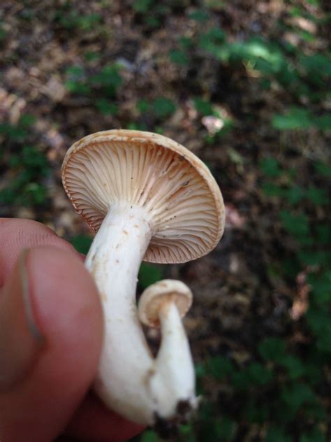 North Ga Id Request 2 Mushrooms Mushroom Hunting And