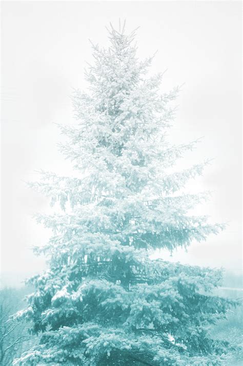 Snow Covered Pine Tree Photograph By Art Spectrum