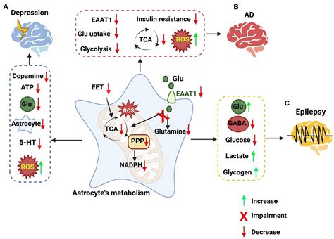 Frontiers Astrocyte Metabolism And Signaling Pathways In The Cns