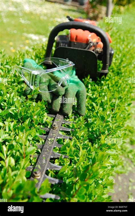 Evergreen Hedge Trimming Stock Photos And Evergreen Hedge Trimming Stock