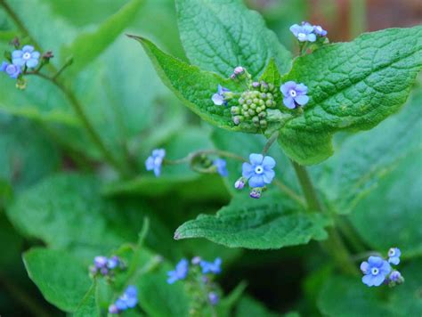 They are rhizomatous perennials, native to the woodlands of eastern europe and north west asia. Brunnera macrophylla, Myosotis du Caucase,bleu-Pépinière ...