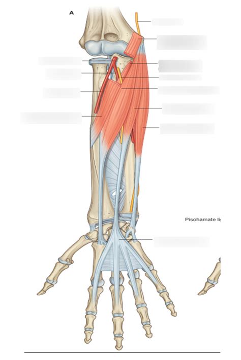 Superficial Muscles Of The Anterior Forearm Diagram Quizlet