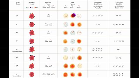 Blood Type Agglutination Chart Online Shopping