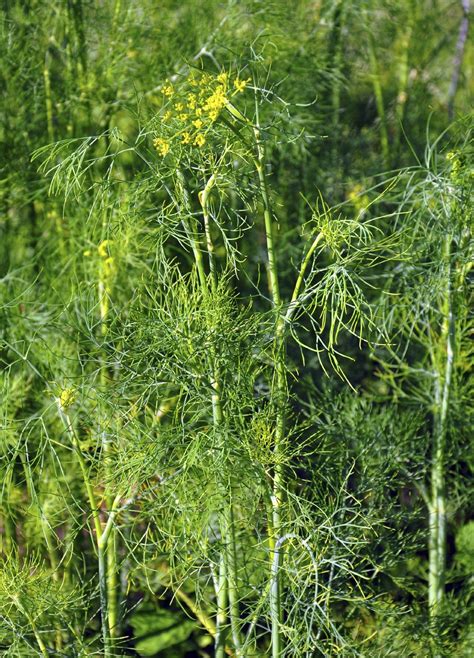 Dill Weed Varieties Learn About Different Types Of Dill