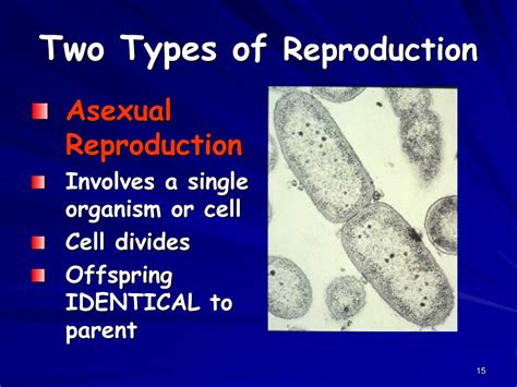Ppt Study Of Biology Powerpoint Presentation Free Download Id6847801