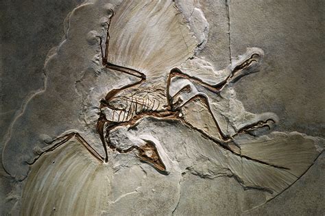 The First Discovery Of Feathered Dinosaurs Yale University Press