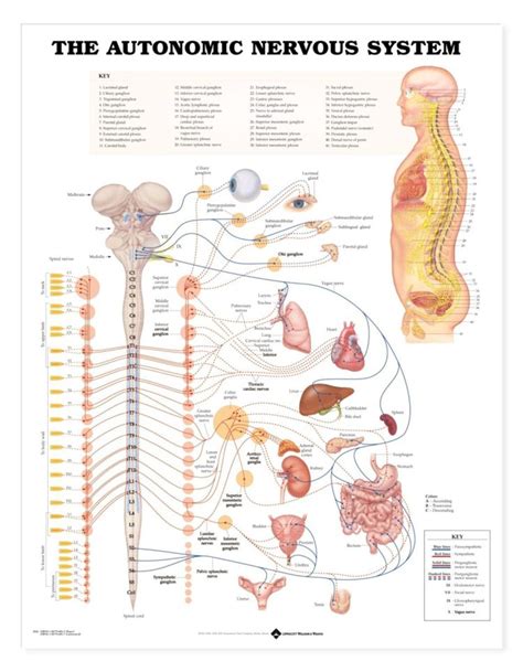 Originating from your brain, it controls your movements, thoughts and automatic responses to the world around you. The nervous system is the missing piece in IBS - Do It Yourself Health