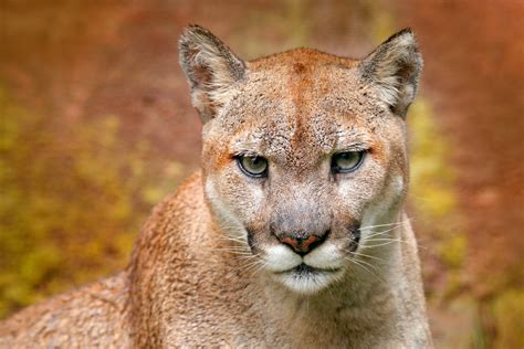 Pumas En Torres Del Paine Documental De Smithsonian Channel