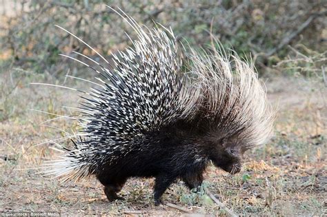 Hungry Leopard Spikes Its Paw On Porcupines Quills Animals Bald