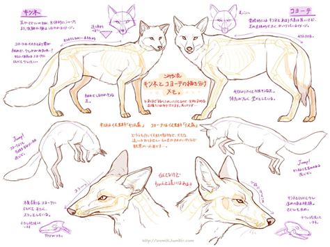 Новости Animal Sketches Animal Drawings Nature Sketch
