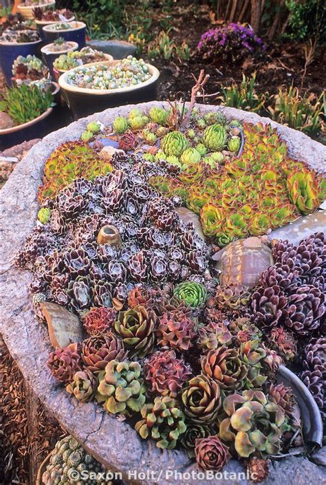 When deciding where to create your garden, take a few factors into account. Colorado trough garden of hardy succulents with ...