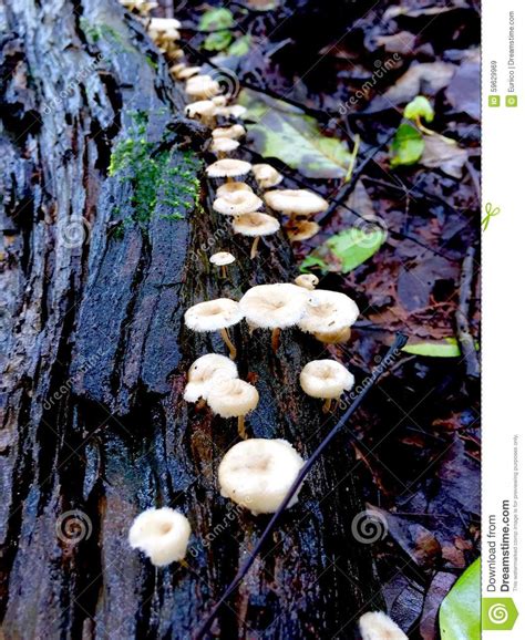 White Mushrooms Growing On A Log Of Wood Stock Image Image Of Wood