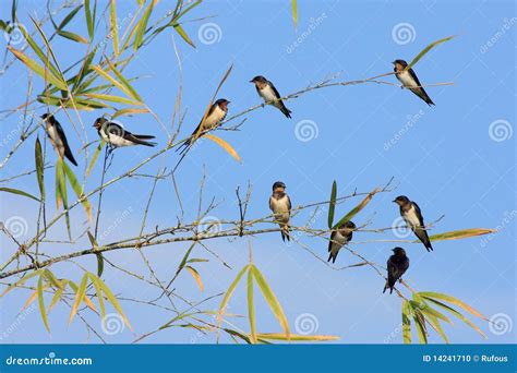 Birds On Bamboo Stock Photo Image Of House Animal Pose 14241710