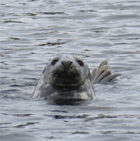Awkward Seal Sealife Adventures
