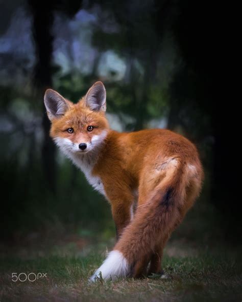 Red Fox By Allan Ogilvie On 500px Cute Animals Pet Fox Animals