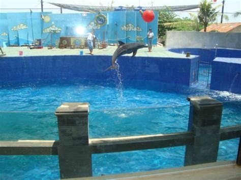 #viral #batang #videoviral tag : Htm Pantal Sigandu Batang / Batang Dolphins Center Kelas Jauh Taman Safari Untuk Wisata Edukasi ...