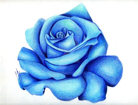 Blue Rose Drawing At Getdrawings Free Download