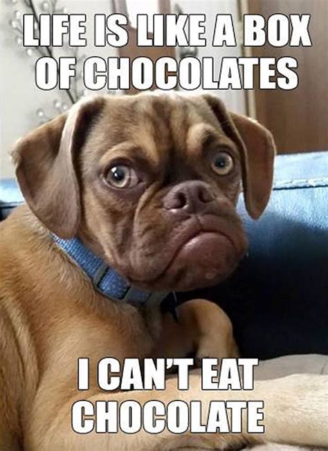 Grumpy Dog Funny Dog Memes Dog Treatment