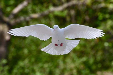 White Pigeon In Flight Miriamw77 Flickr