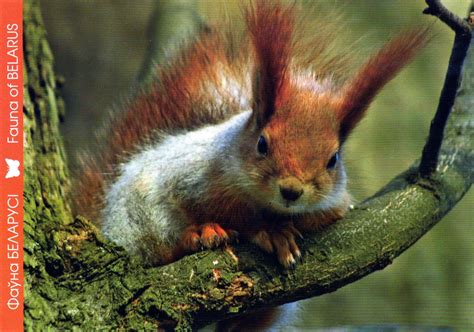 Brane And Nina Fauna Of Belarus Eurasian Red Squirrel