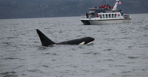 Whale Watching Tour Em Victoria Bc Getyourguide