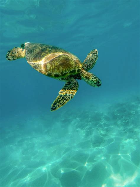 Turtle Wallpaper - iPhone, Android & Desktop Backgrounds