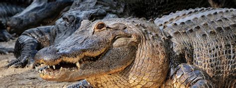 Visit Alligator Adventure In North Myrtle Beach