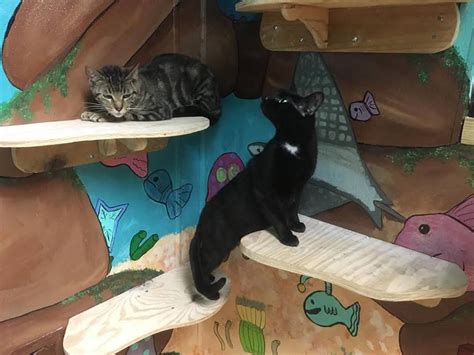 The Colony Animal Shelter Cat Room Gets Inspiring Makeover