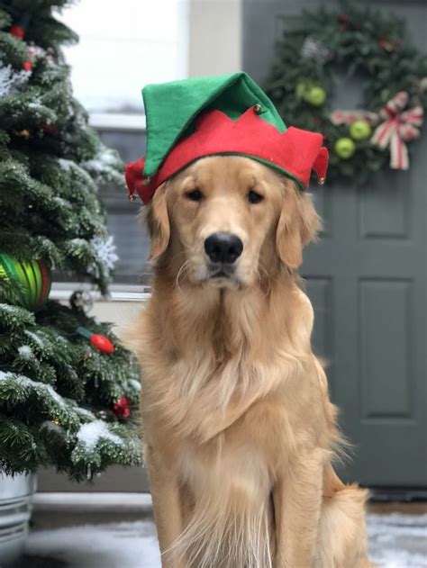 Happy Holidays Golden Retriever Christmas Dog Christmas Card Sweet